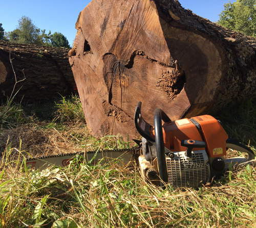 Chainsaw In The Grass- Your trusted timber buyer in Ohio