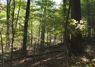 A woods after tree harvest- AJ Logging