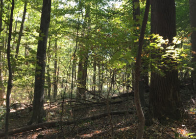 A woods after tree harvest- AJ Logging