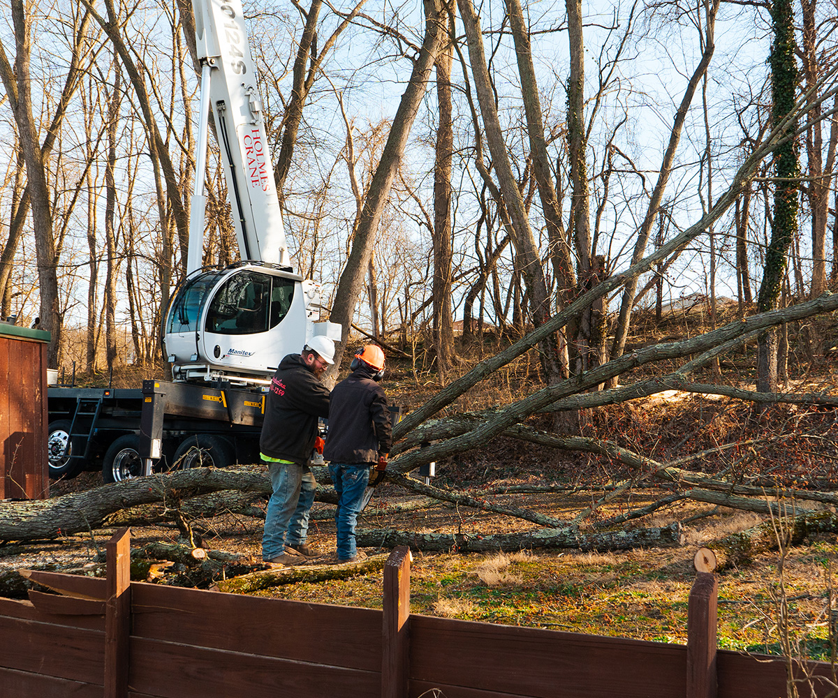 Two forestry workers assess fallen trees beside a crane truck in a wooded area.