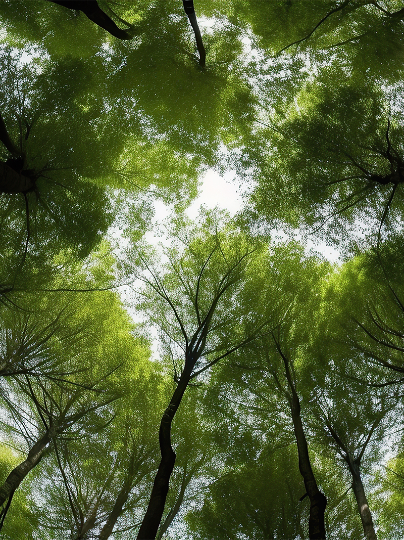 Forest canopy for Forrest Health