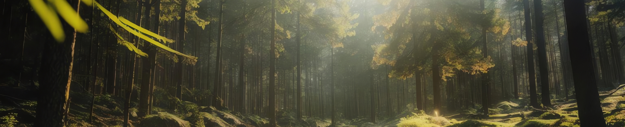 CTA_Banner_Forrest_Image_205502275_l