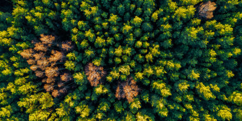 Selective vs. Clearcutting - AJ Logging