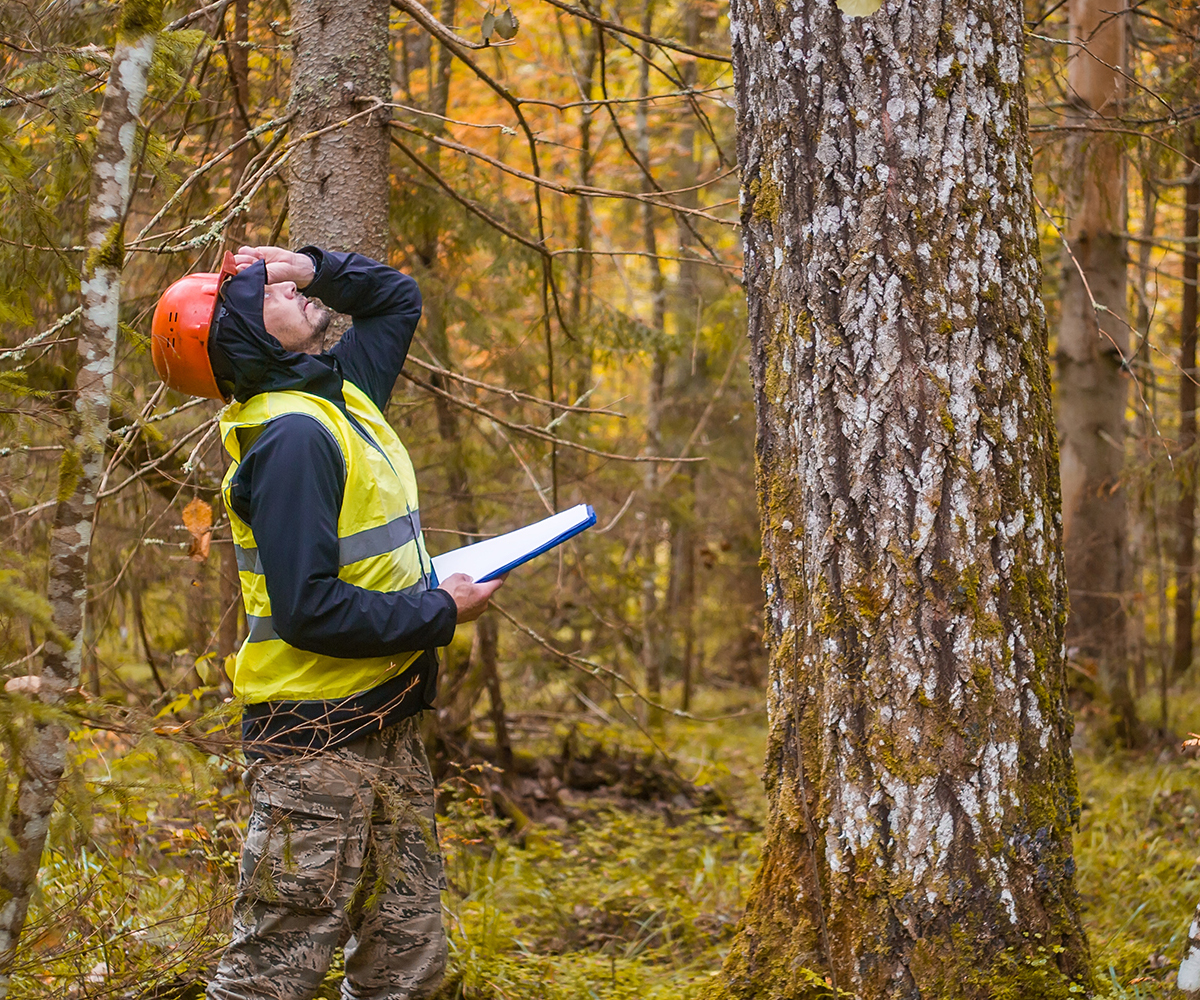 Timber stand improvement leaves healthier trees with more sunlight and space to grow.