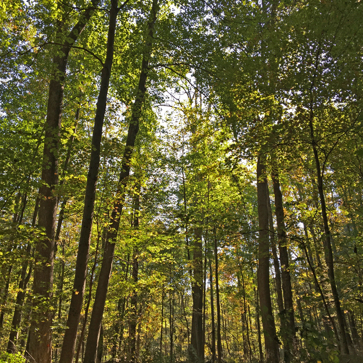 Timber stand improvement improves spacing so quality trees develop healthier crowns.