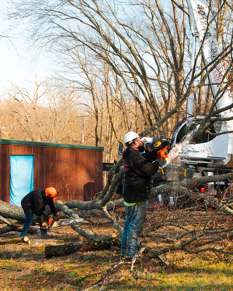 Timber stand improvement crew cutting and removing low-value trees with saw and loader.