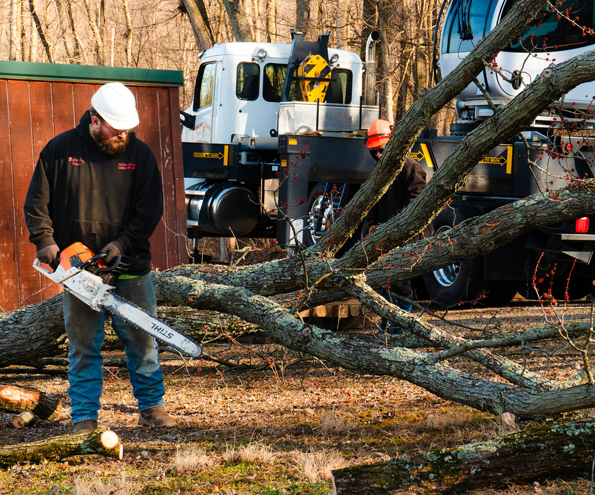 Timber stand improvement improves spacing so quality trees develop healthier crowns.