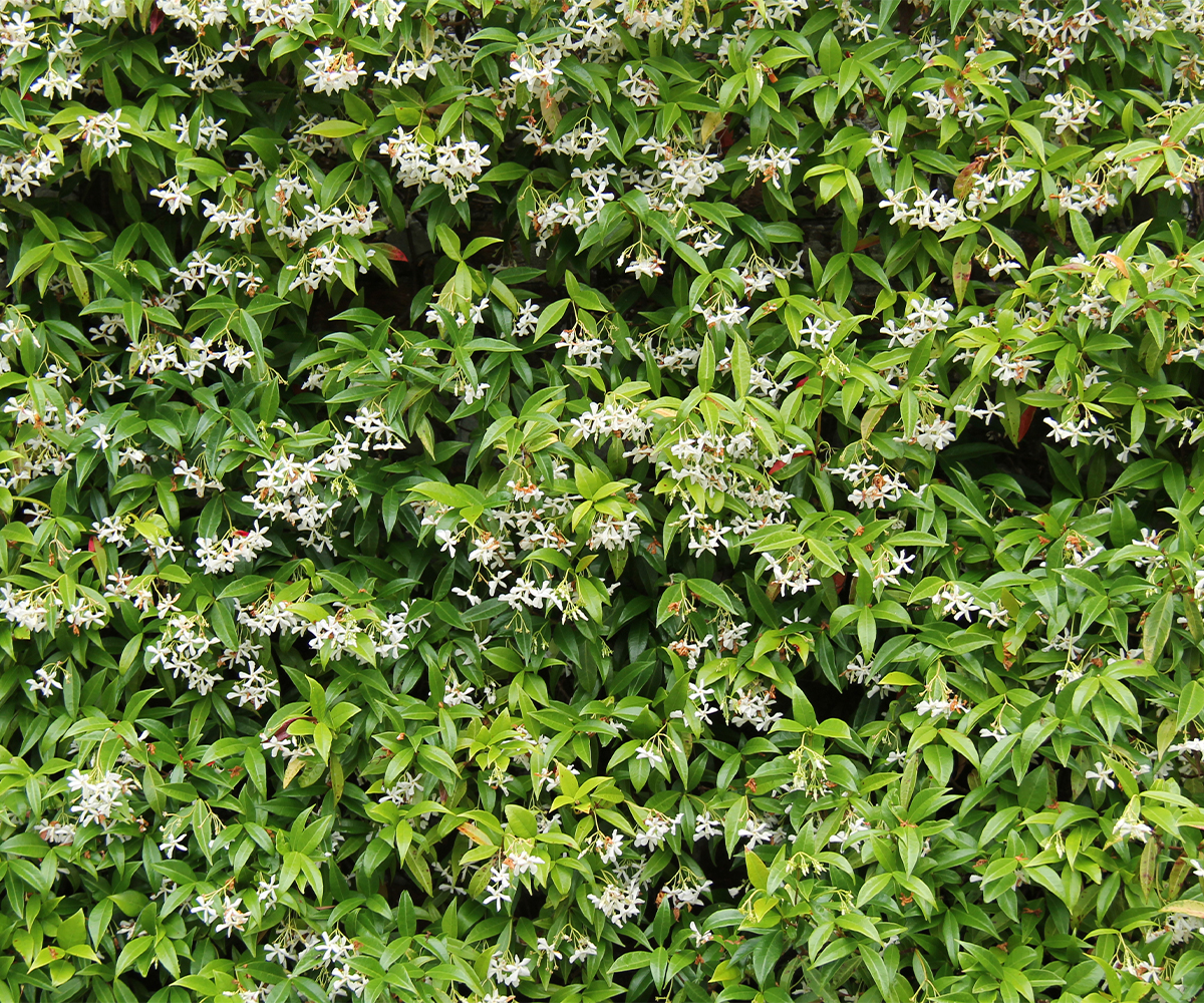 Invasive species in Ohio woods competing with young hardwoods and valuable timber.