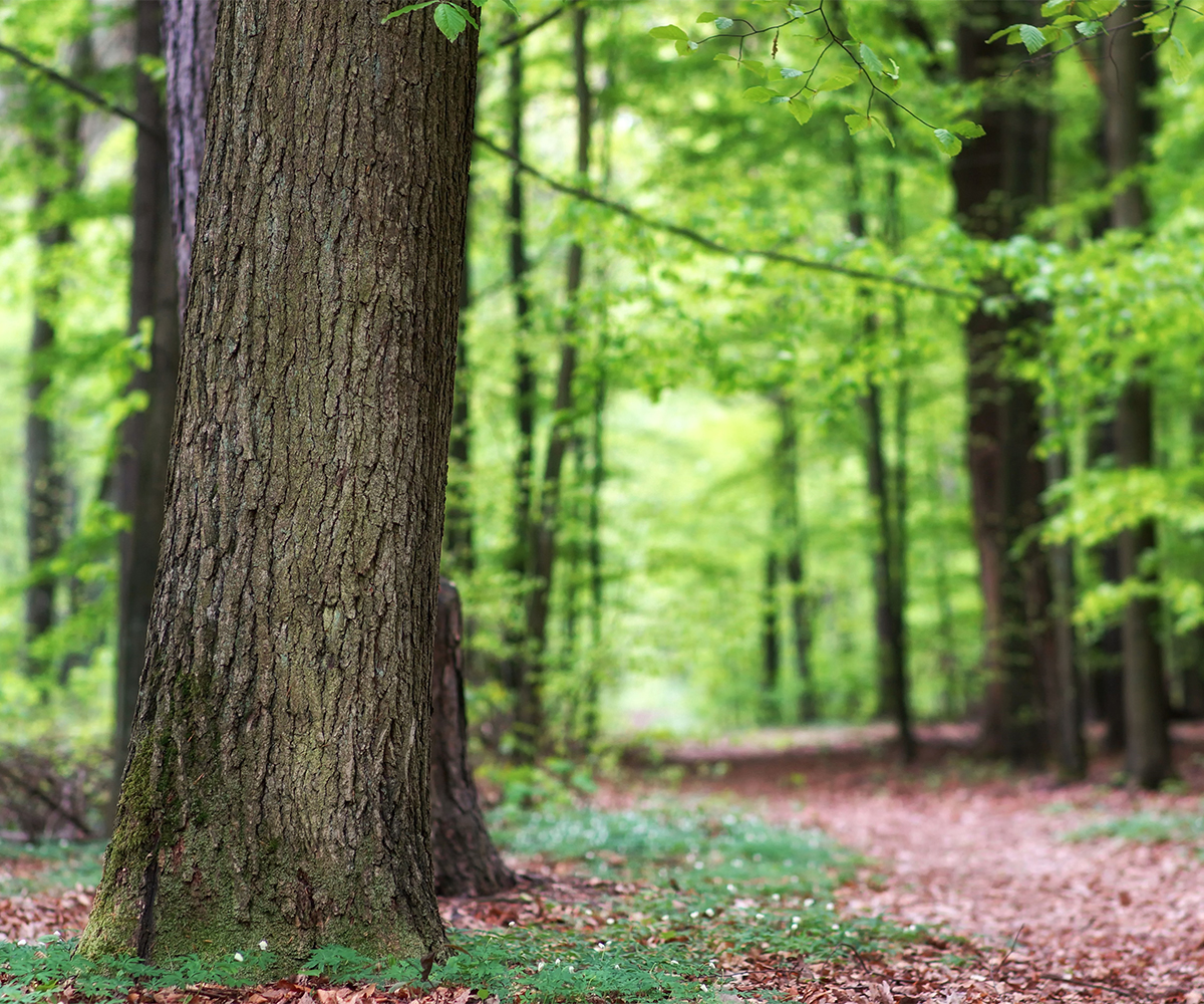 Mature Ohio hardwood trees ready for selective harvesting to open canopy space.