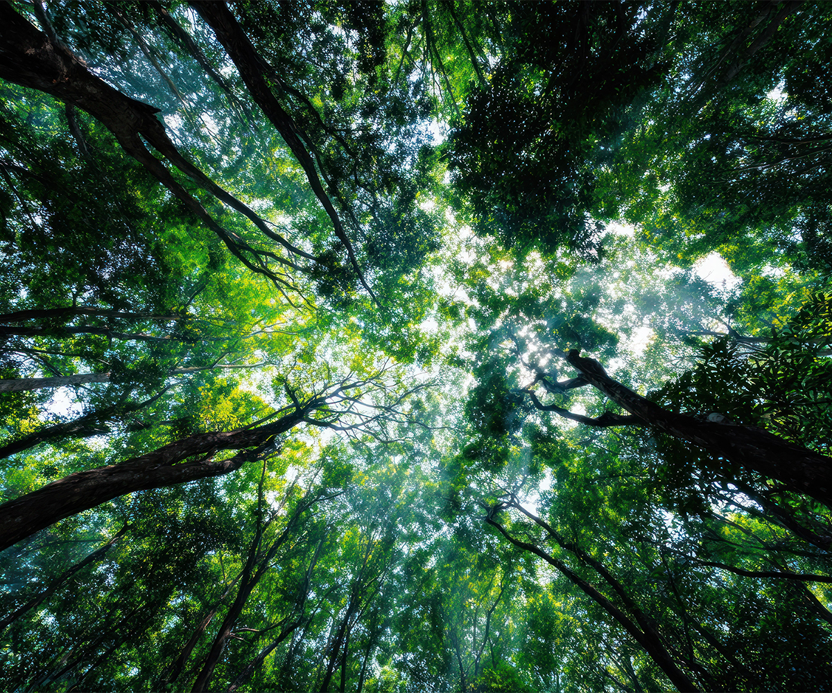 Overcrowded Ohio woodland canopy blocking light and slowing healthy tree growth.
