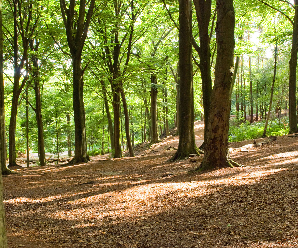 Ohio woods with poor regeneration due to closed canopy and low sunlight.