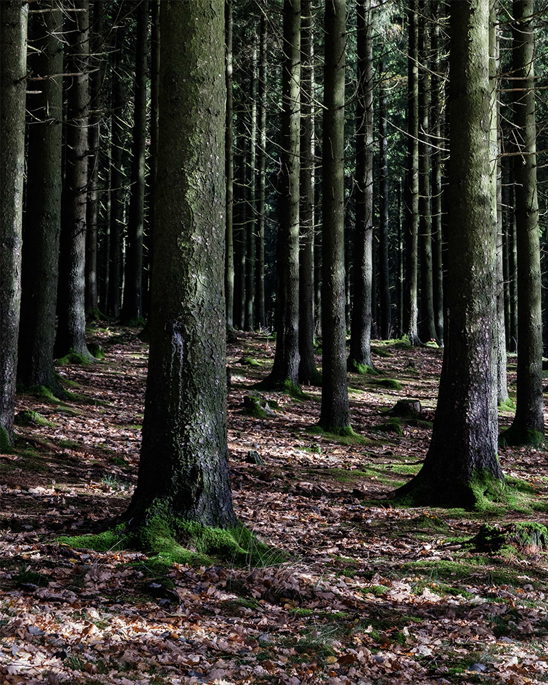 Woodland evaluation benefits section beside mossy Ohio forest stand.