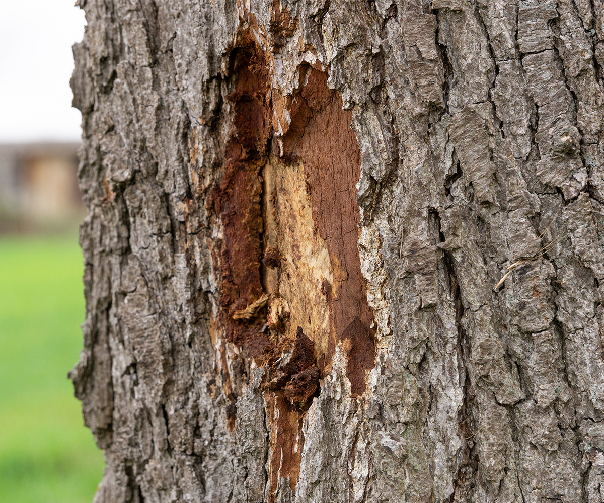 Tree bark wound showing possible pest damage during invasive species monitoring.