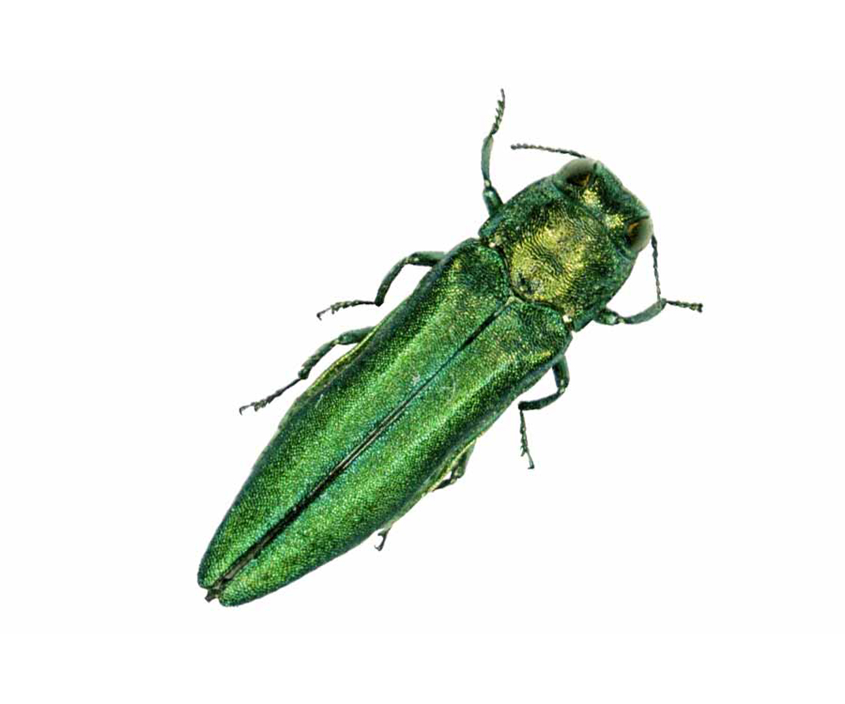 Emerald ash borer beetle on white background, a major threat to Ohio ash trees.