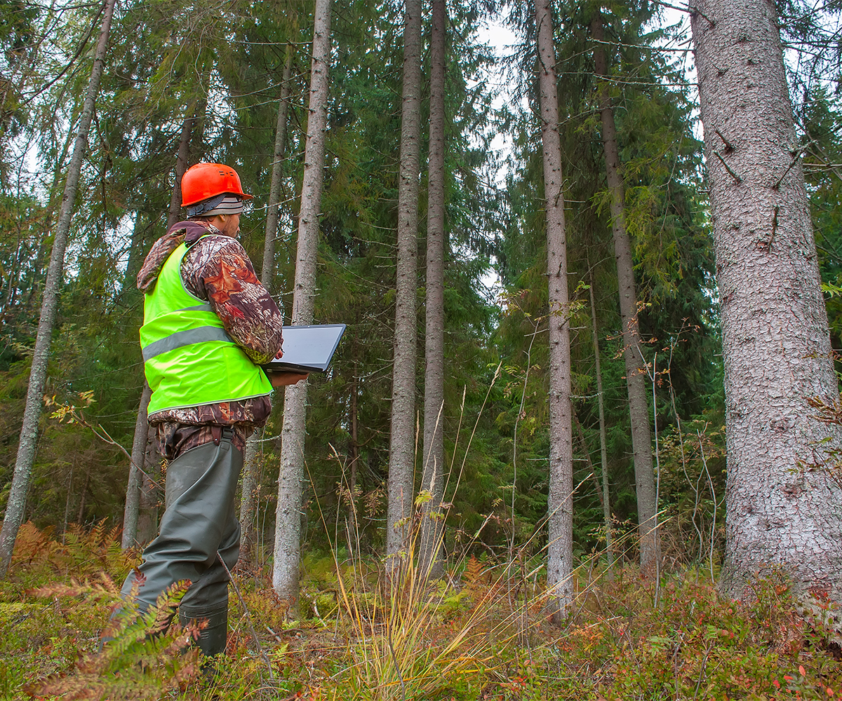 Forester with laptop surveys conifer stand during forestry management practices.