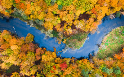 Sustainable Forest Management Explained: Principles, Practices, and Benefits