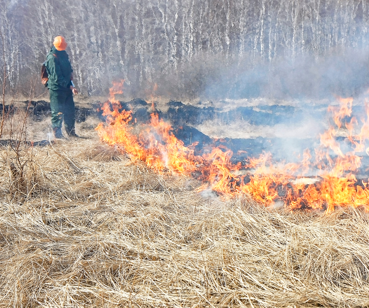 Worker monitors controlled burn line for fire management and forest fuel reduction.