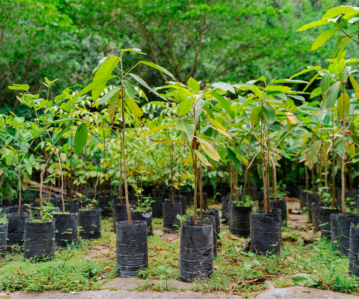 Young tree seedlings in nursery bags, supporting species diversity and reforestation.