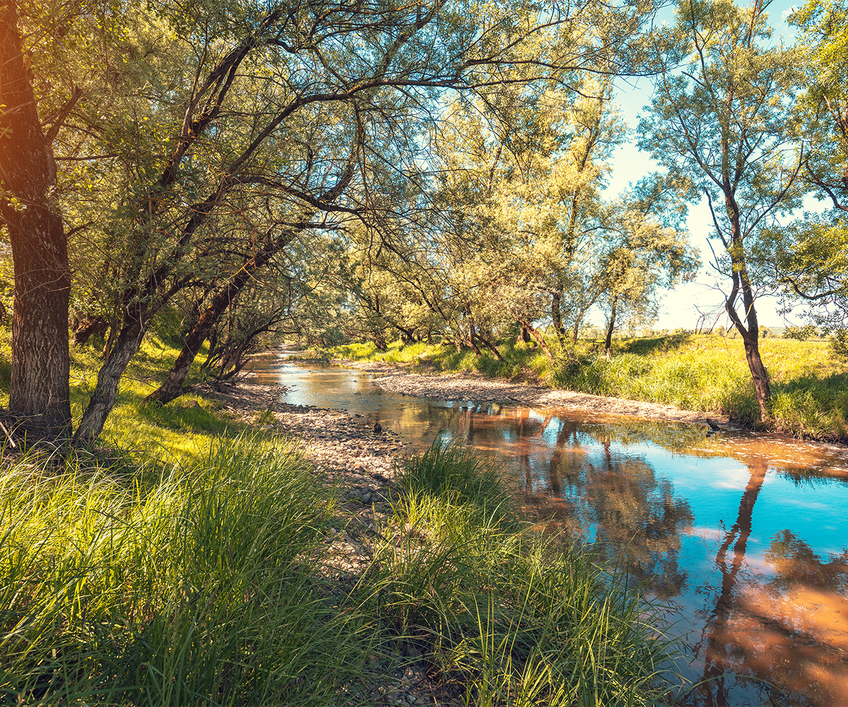Tree-lined creek shows soil and water conservation in sustainable forestry.