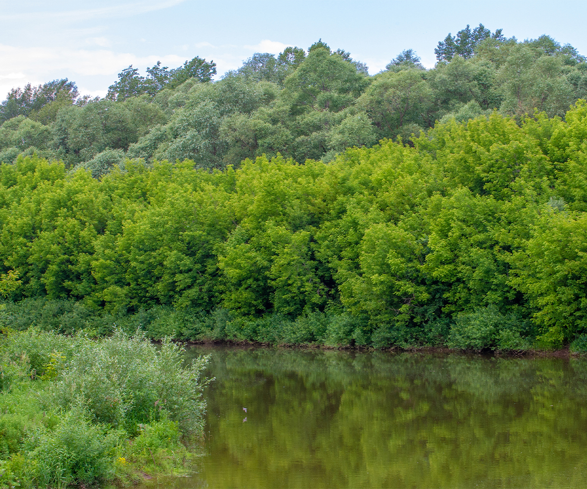 Riparian forest buffer along calm river, supporting habitat and water quality.