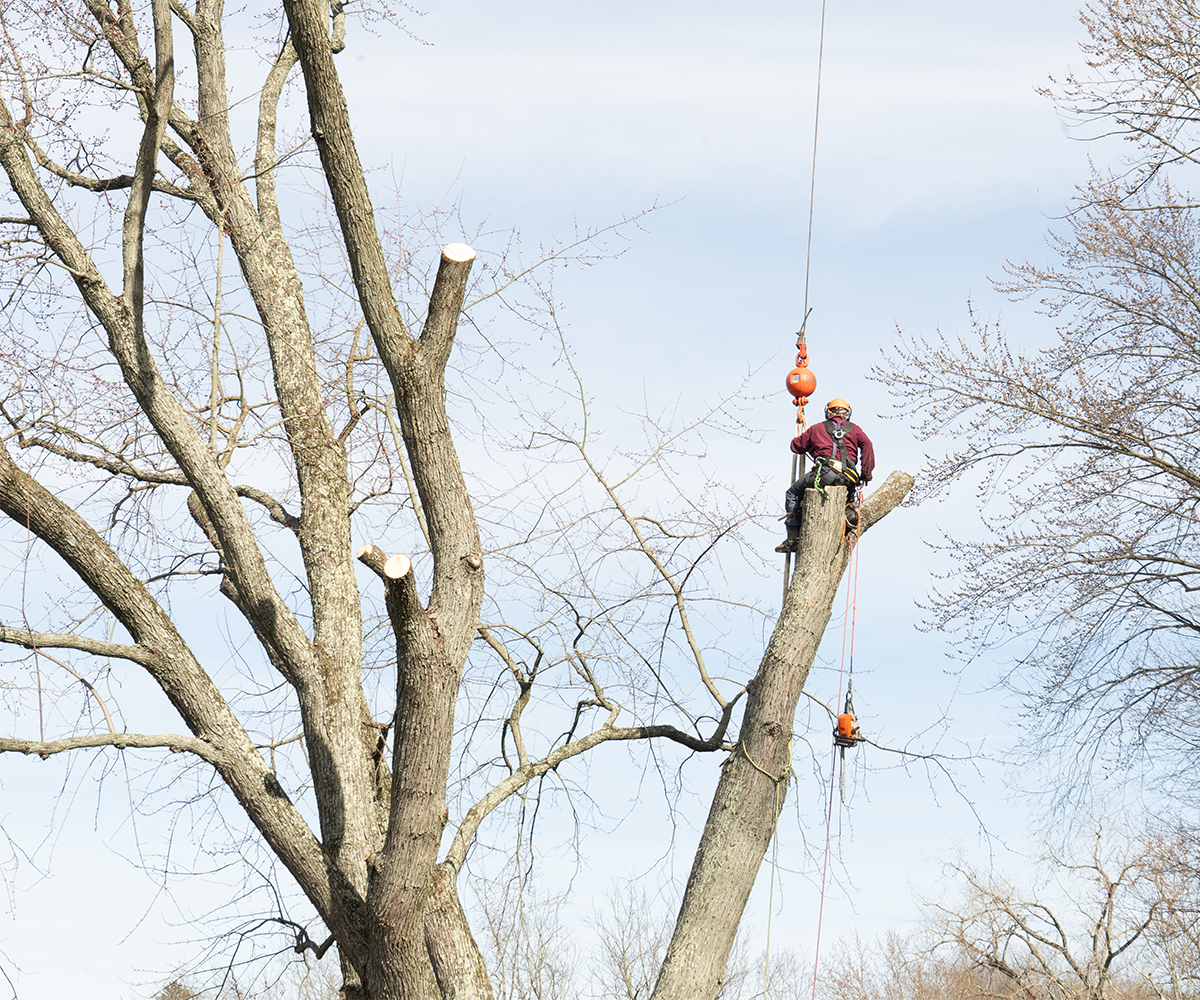 AJ Logging worker performing professional tree removal