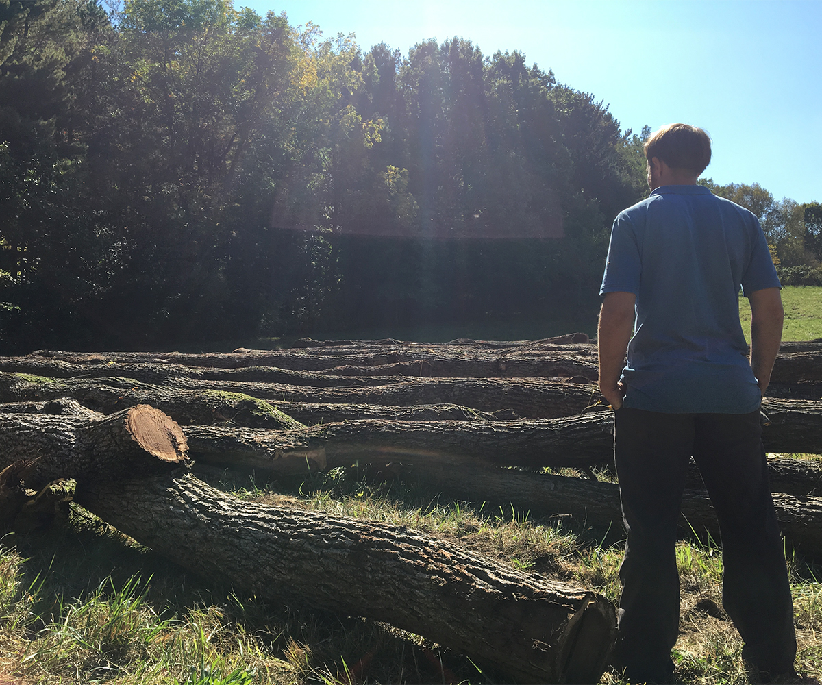 Landowner viewing harvested timber logs in field