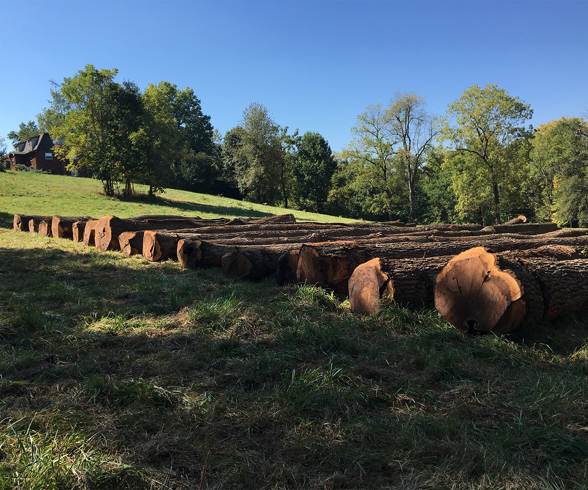 Cut hardwood logs staged in open field
