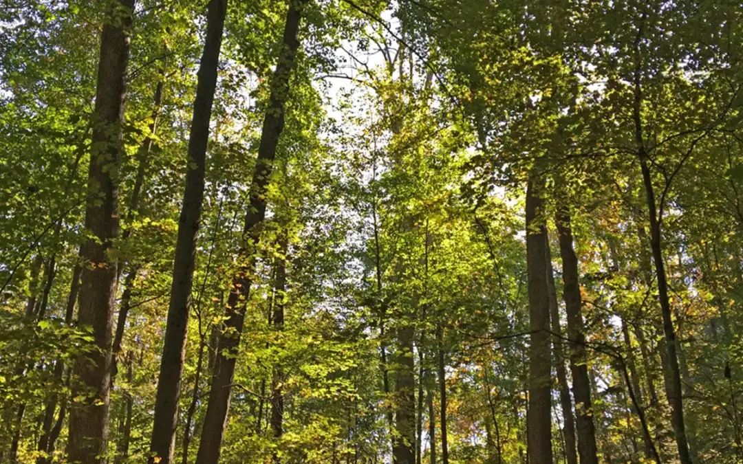 6 Signs Your Property May Need Forestry Management
