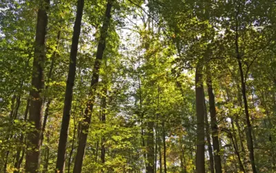 6 Signs Your Property May Need Forestry Management