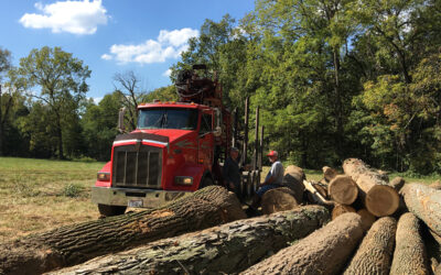 How Ohio’s Climate Impacts Forest Growth and Harvest Cycles