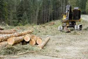 Forestry equipment harvesting hardwood logs on a managed forest site during the dormant season.