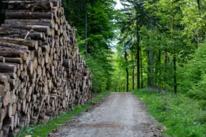 Neatly stacked hardwood logs along a forest road after a selective timber harvest.