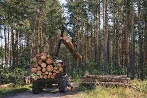 Logging loader transporting freshly harvested hardwood logs in a sustainably managed forest.